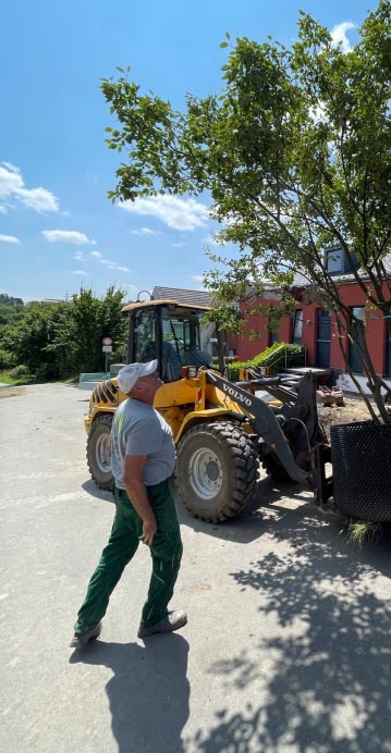 Ein Mann in grüner Hose und grauem Hemd, der möglicherweise im Garten- und Landschaftsbau arbeitet, geht an einem sonnigen Tag an einem gelben Volvo-Baufahrzeug vorbei, das in der Nähe eines Baums und eines roten Gebäudes geparkt ist.