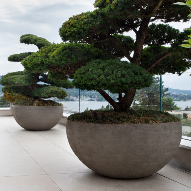 Zwei große, skulpturale Bonsai-Bäume wachsen in runden, grauen Betonkübeln neben schicken Gartenmöbeln auf einer modernen Terrasse von Burelbach, mit Blick auf Wasser und ferne Hügel unter einem wolkenverhangenen Himmel.