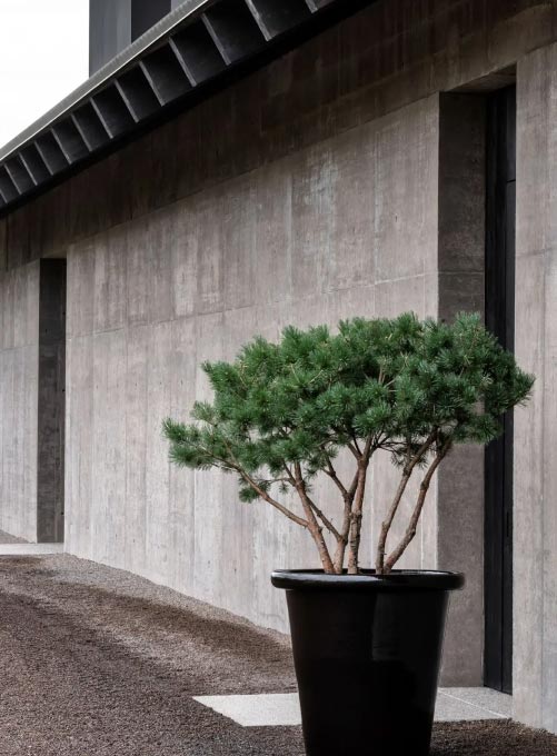 Eine getopfte Kiefer steht vor einem modernen Betongebäude mit einer hohen, schmalen schwarzen Tür und einem Kiesweg - eine Anspielung auf die stilvollen Außenanlagen, die man bei Burelbach-Projekten in Luxemburg und Deutschland häufig findet.