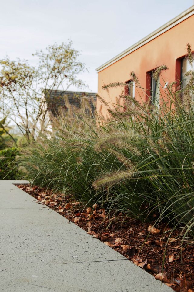 Ziergras von Burelbach Garten- und Landschaftsbau säumt ein mit Mulch bedecktes Gartenbeet neben einem Betonweg, mit einem orangefarbenen Gebäude und belaubten Bäumen im Hintergrund, das fachmännisches Gardendesign zeigt.