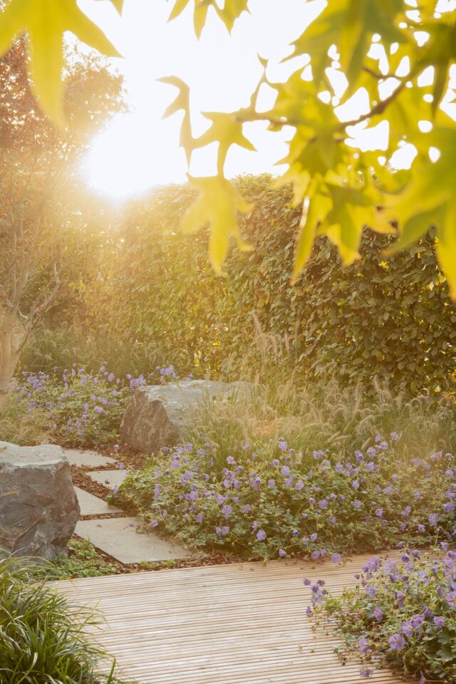 Ein sonnenbeschienener Garten mit einer Holzterrasse, einem Steinweg, einer üppigen grünen Hecke und lilafarbenen Blumenbüscheln spiegelt das elegante Gardendesign von Burelbach Garten- und Landschaftsbau wider, wobei das Sonnenlicht durch die grünen Blätter im Vordergrund fällt.