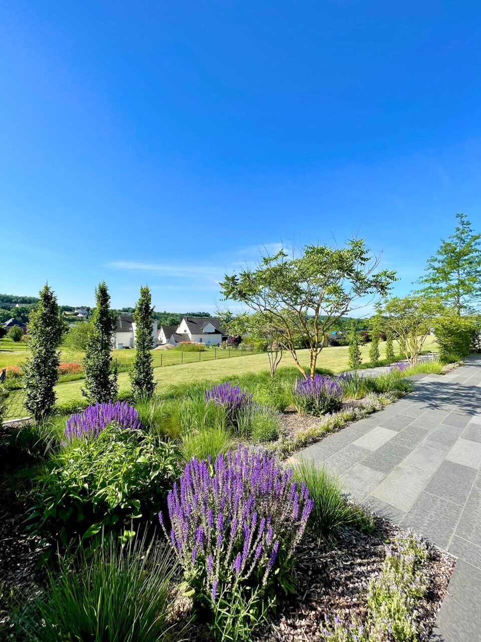 Ein von Burelbach angelegter Garten- und Landschaftsbau mit violetten Blumen, grünen Sträuchern und Bäumen grenzt an einen gepflasterten Weg. Im Hintergrund vervollständigen grasbewachsene Felder, Häuser und ein klarer blauer Himmel die malerische Ansicht.