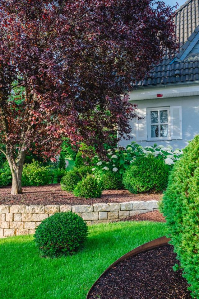Ein angelegter Garten mit gepflegtem Rasen, runden Sträuchern, einem Baum mit dunkelroten Blättern, blühenden weißen Blumen, stilvollen Gartenmöbeln und einer Steinmauer vor einem Burelbach-Haus mit weißen Fenstern und Fensterläden.