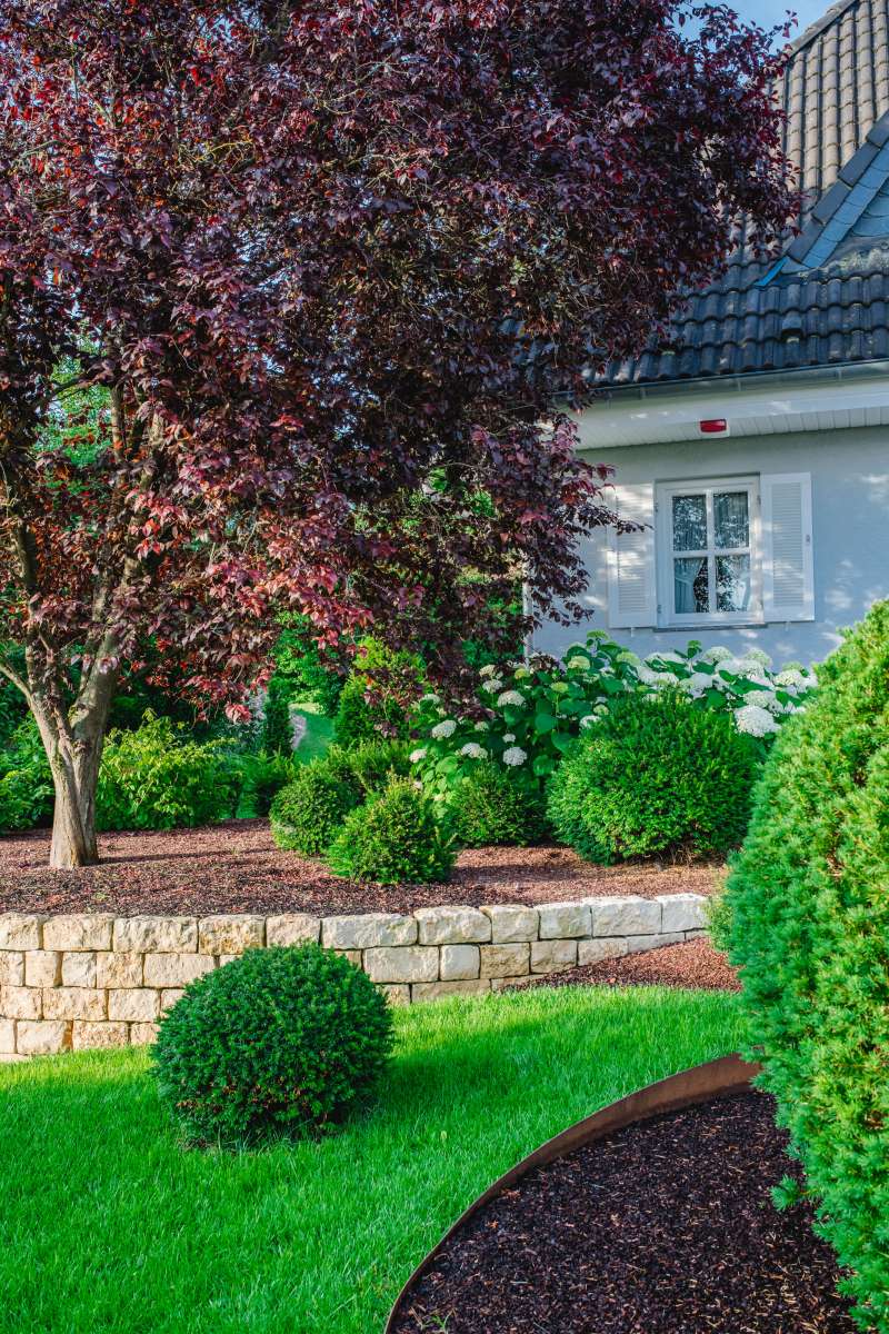 Ein angelegter Garten mit gepflegtem Rasen, runden Sträuchern, einem Baum mit dunkelroten Blättern, blühenden weißen Blumen, stilvollen Gartenmöbeln und einer Steinmauer vor einem Burelbach-Haus mit weißen Fenstern und Fensterläden.