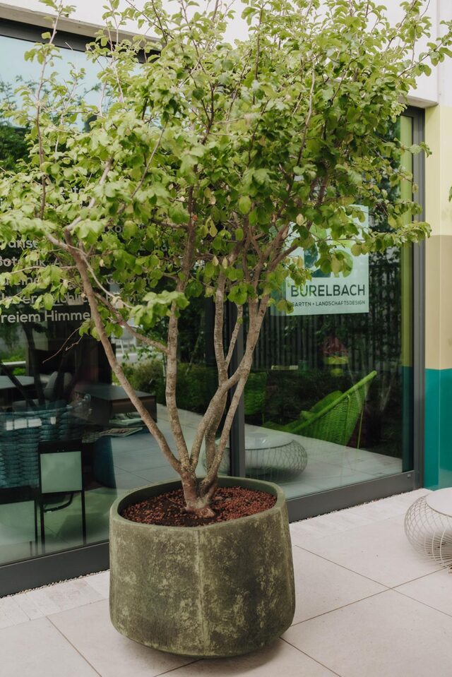 Ein belaubter Baum in einem großen, grünen Steinkübel steht auf einer Terrasse neben Glastüren und verleiht ihr einen von Deutschland und Luxemburg inspirierten Hauch von Gardendesign.
