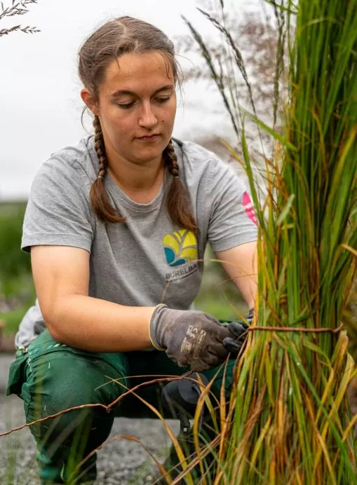Eine Frau mit geflochtenem Haar, die ein graues T-Shirt und Handschuhe trägt, hockt in einem Garten- und Landschaftsbau im Freien und bindet ein Bündel hoher grüner und gelber grasartiger Pflanzen zusammen.